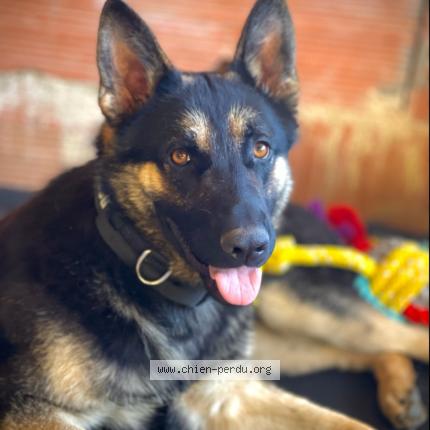 Photo 1/1 Chien retrouvé Perdu à Jumilhac le grand