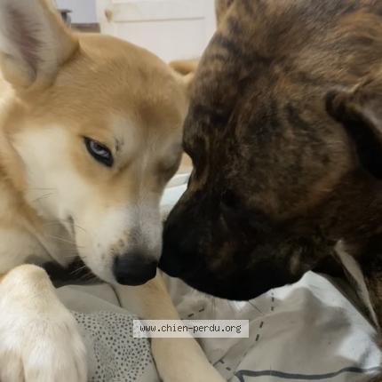 Photo 1/1 Chien retrouvé Perdu à Saint beauzire