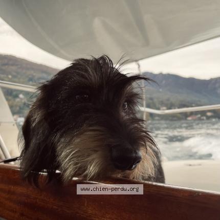 Photo 1/1 Chien retrouvé Perdu à Saint Martin D Heres