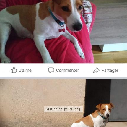 Photo 1/1 Chien retrouvé Perdu à Aix En Provence