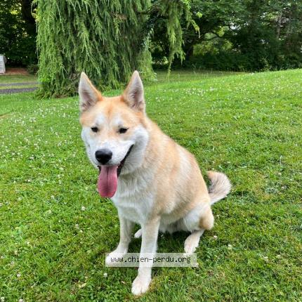 Photo de chien perdu à Condat Sur Vienne