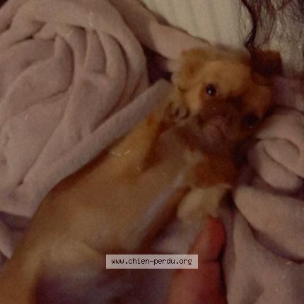 Photo 1/1 Chien retrouvé Perdu à Juvisy sur orge