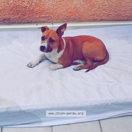 Photo 1/1 Chien retrouvé Perdu à Lignan Sur Orb