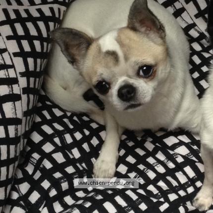 Photo 1/1 Chien retrouvé Perdu à Servon