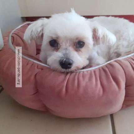 Photo de chien perdu à La Meziere