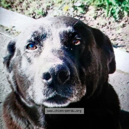 Photo de chien perdu à St Denis