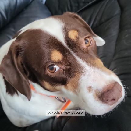 Photo de chien perdu à Champs Sur Yonne