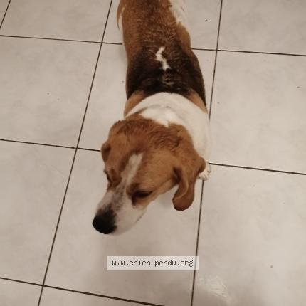 Photo 1/1 Chien retrouvé Trouvé à Saint leger du bourg denis