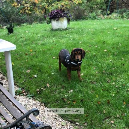 Photo 1/1 Chien retrouvé Perdu à Saint martin la patrouille