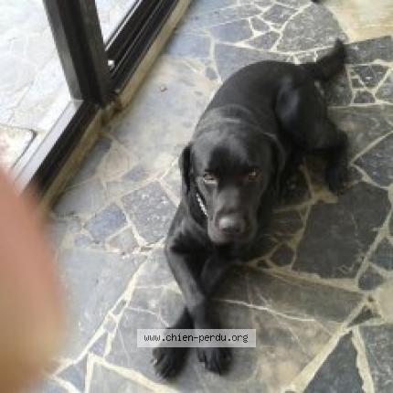 Photo 1/1 Chien retrouvé Perdu à Semeac