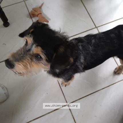 Photo 1/1 Chien retrouvé Perdu à Bannalec 29380