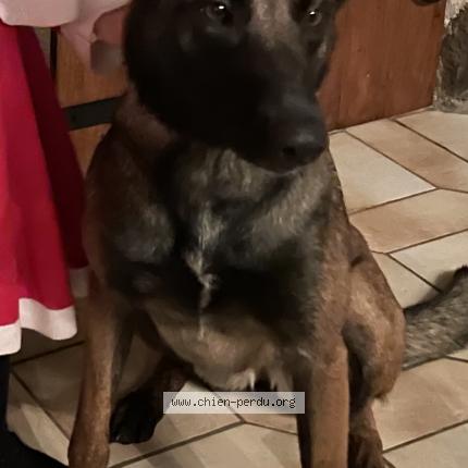 Photo 1/1 Chien retrouvé Perdu à Chevannes