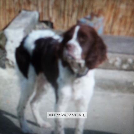 Photo 1/1 Chien retrouvé Perdu à Mehers