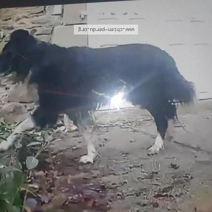 Photo 1/1 Chien retrouvé Trouvé à Uzerche