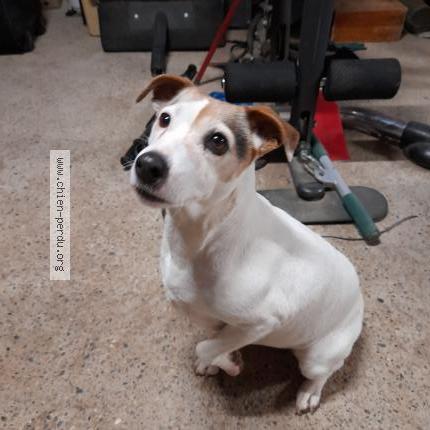 Photo 1/1 Chien retrouvé Trouvé à Pourrieres