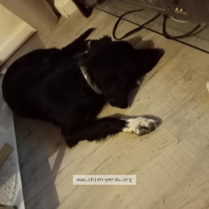 Photo 1/1 Chien retrouvé Trouvé à Realville