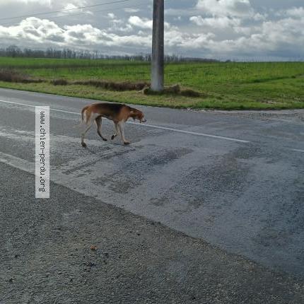 Photo 1/1 Chien retrouvé Trouvé à Usson Du Poitou