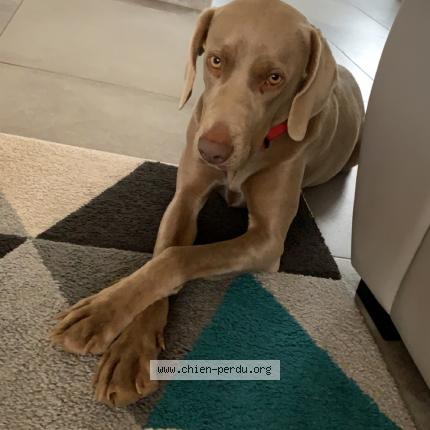 Photo 1/1 Chien retrouvé Perdu à Carbonne
