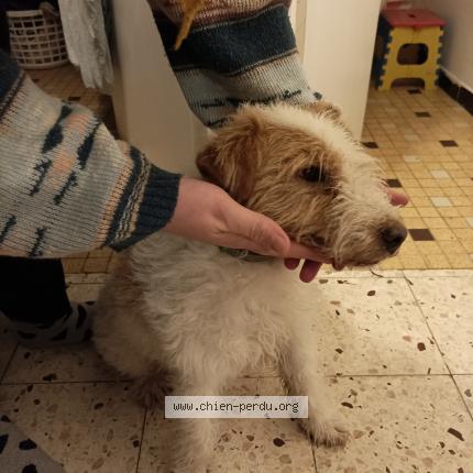 Photo 1/1 Chien retrouvé Trouvé à Payzac