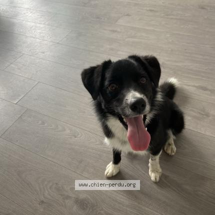 Photo de chien perdu à Brest