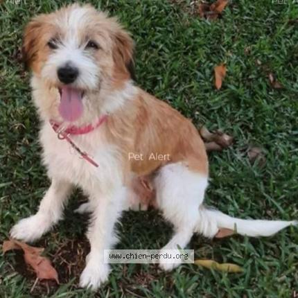 Photo 1/3 Chien retrouvé Perdu à Paris