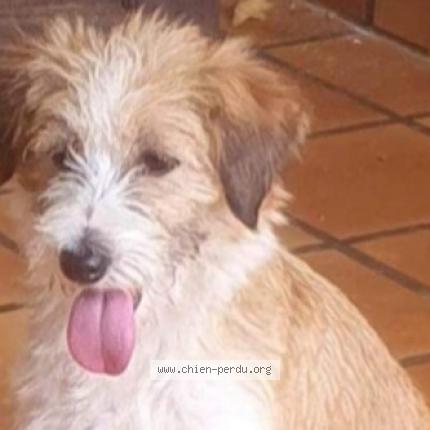 Photo 2/3 Chien retrouvé Perdu à Paris