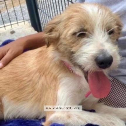 Photo 3/3 Chien retrouvé Perdu à Paris