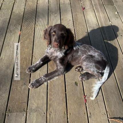 Photo de chien perdu à Domats