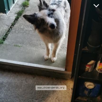 Photo 1/1 Chien retrouvé Perdu à Bordes