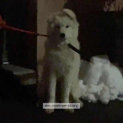 Photo de chien trouvé à Hericourt