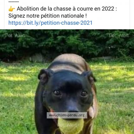 Photo de chien perdu à Saint Sauveur Sur Ecole