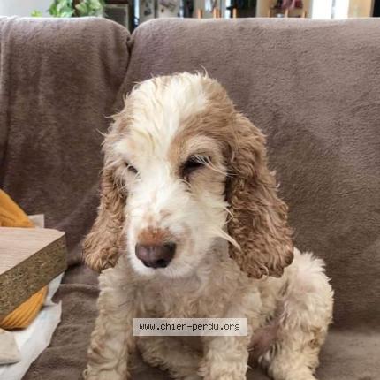 Photo de chien perdu à Arles