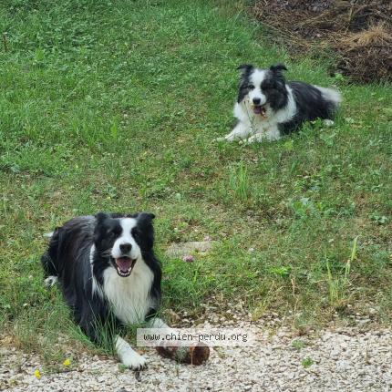 Photo 1/2 Chien retrouvé Perdu à Saint martin d heres