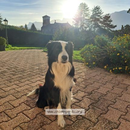 Photo 2/2 Chien retrouvé Perdu à Saint martin d heres