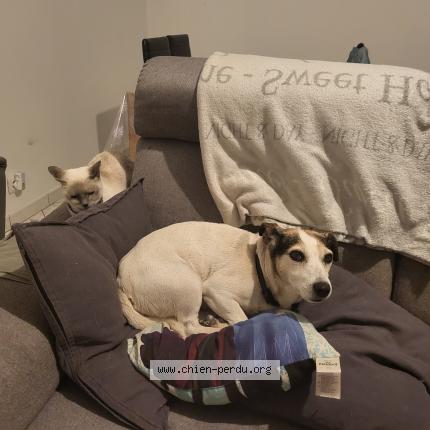 Photo 1/1 Chien retrouvé Perdu à Montigny les cormeilles