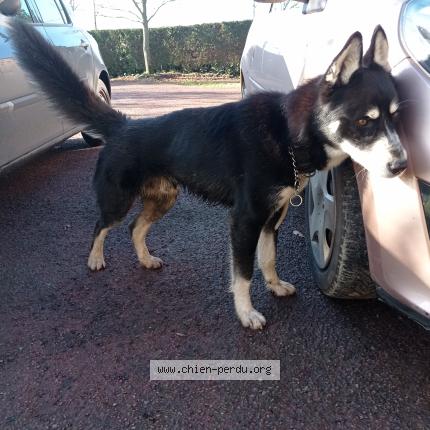 Photo 1/1 Chien retrouvé Trouvé à Le desert