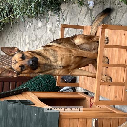 Photo de chien perdu à Vitry Sur Seine