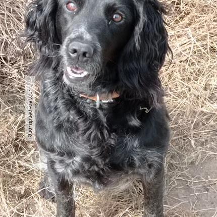 Photo de chien perdu à Huberville