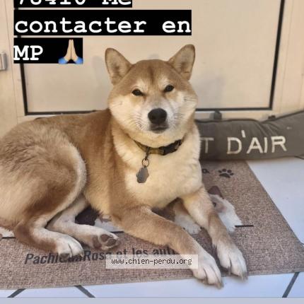 Photo de chien perdu à Chapet