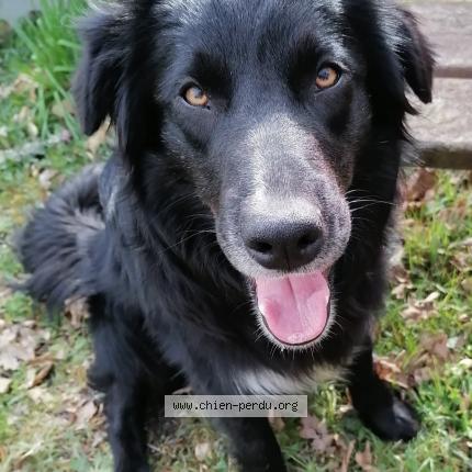 Photo 1/1 Chien retrouvé Perdu à Bedenac