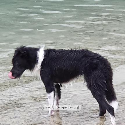 Photo 1/1 Chien retrouvé Perdu à Le grand lemps