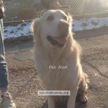 Photo 2/2 Chien retrouvé Trouvé à Pollionay