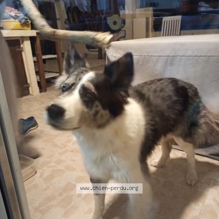 Photo 1/1 Chien retrouvé Trouvé à Martigues