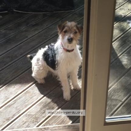 Photo de chien perdu à Objat