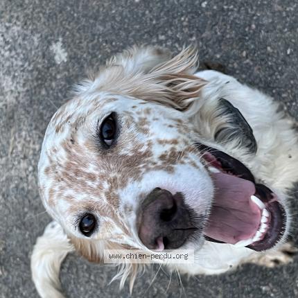 Photo 1/1 Chien retrouvé Perdu à Saint lambert des levees