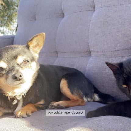 Photo 1/1 Chien retrouvé Perdu à Soual