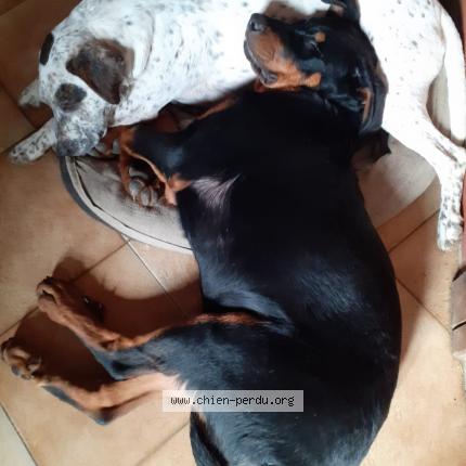 Photo de chien perdu à Charny Oree De Puisaye