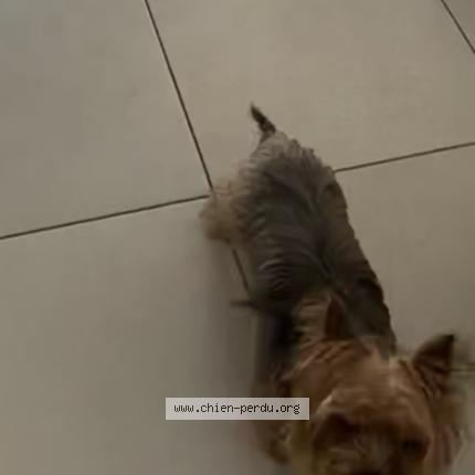 Photo de chien perdu à Gagny