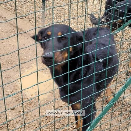 Photo de chien perdu à Villiers Sur Seine