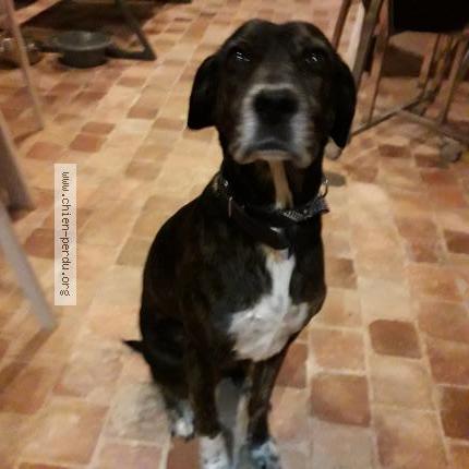 Photo de chien trouvé à Saint Mars Du Desert 44850